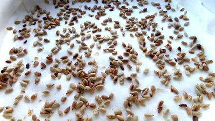 Рецепт домашней армянской халвы