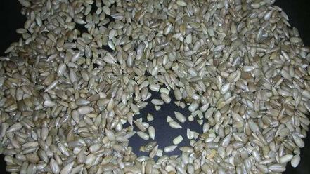 Рецепт халвы домашней из семечек