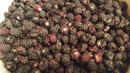 Рецепт мусса из ежевики