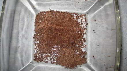 Рецепт тирамису вишня в шоколаде