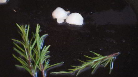 Рецепт гарнира из баклажанов