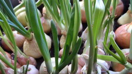 Рецепт лимонного картофеля с луком