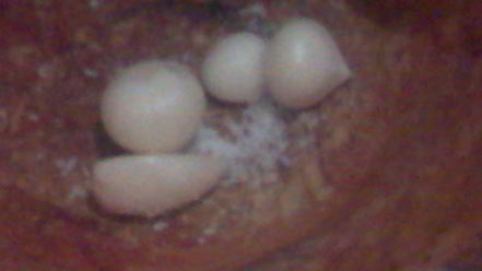 Рецепт молодого картофеля с укропом