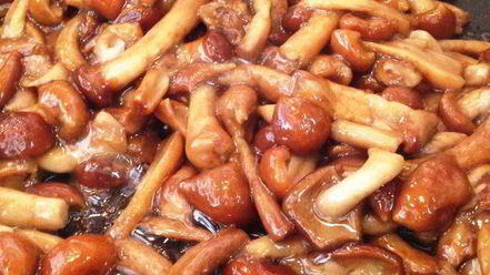 Рецепт опят, запеченных в сырном соусе