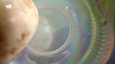 Рецепт шампиньонов с эстрагоном