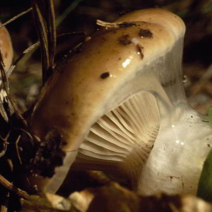 Рецепт Жаренных грибов мокрухи еловые