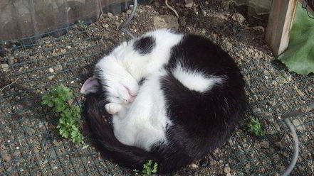 Рецепт гуляша с квашеной капустой