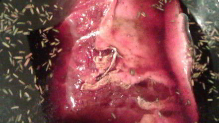 Рецепт модной говядины по-французски в пряном вине