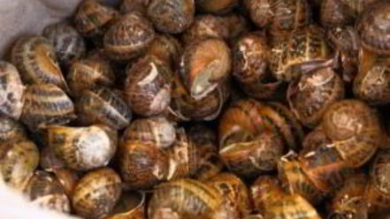 Рецепт улиток, жареных с розмарином