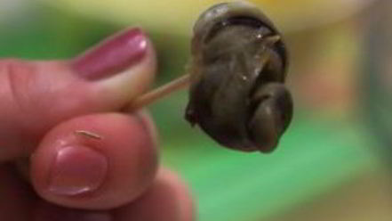 Рецепт улиток, жареных с розмарином