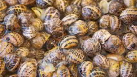 Рецепт улиток, жареных с розмарином