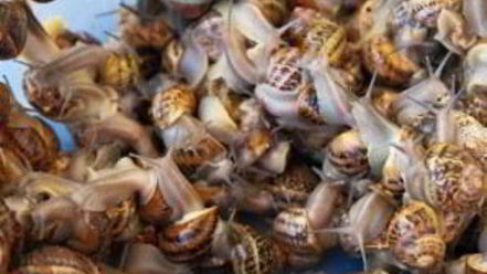 Рецепт улиток, жареных с розмарином