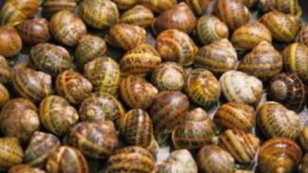 Рецепт улиток, жареных с розмарином