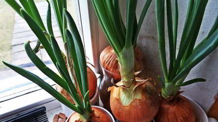 Рецепт рисовой лапши с овощами