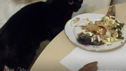 Рецепт рыбы под майонезом