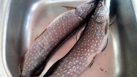 Рецепт щуки запеченной в духовке со сметаной и овощами