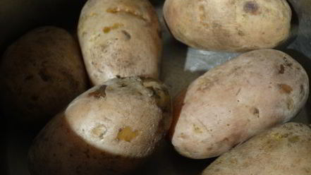 Рецепт ленивых вареников из картошки со шкварками