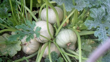 Рецепт каши отыквенной