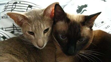 Рецепт овсянки