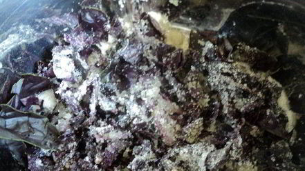 Рецепт базиликова-медового напиток