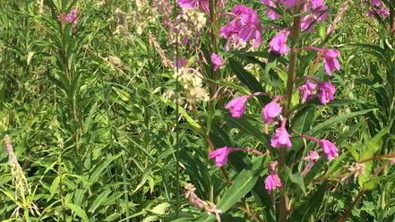 Рецепт чая кипрей