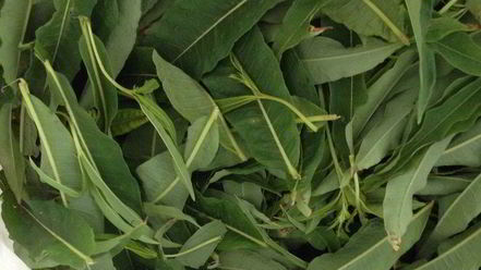 Рецепт чая кипрей