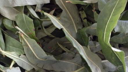 Рецепт чая кипрей