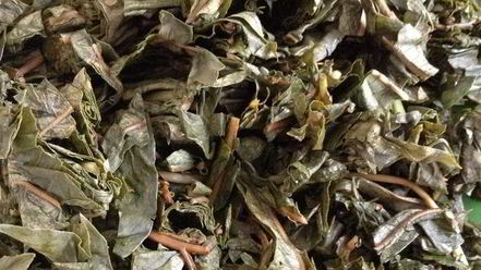 Рецепт чая кипрей