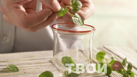 Рецепт чая с мятой