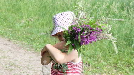 Рецепт иван-чая ферментированного гранулированного