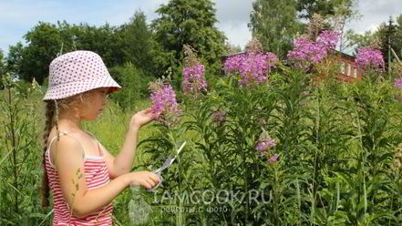Рецепт ивана чая ферментированного крупнолистового