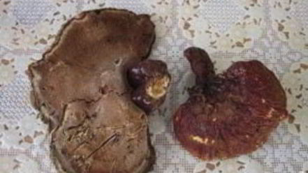 Рецепт зеленого чая с грибом рейши