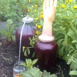 Рецепт Домашнего вина из черной смородины