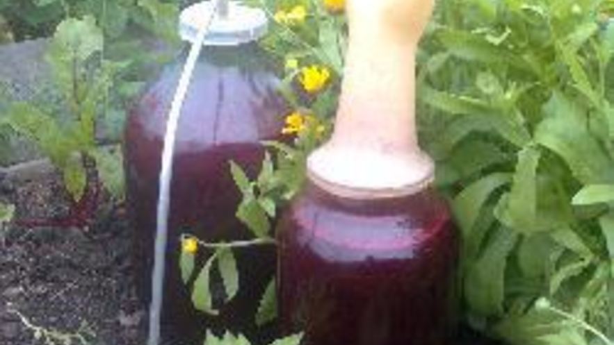 Рецепт домашнего вина из черной смородины