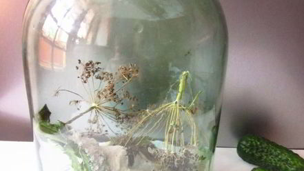 Рецепт огурцов квашеных с водкой