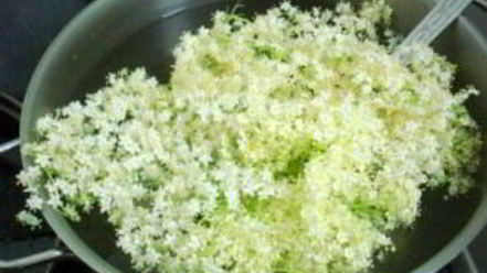 Рецепт кваса из бузины