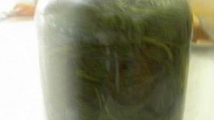 Рецепт кваса из крапивы