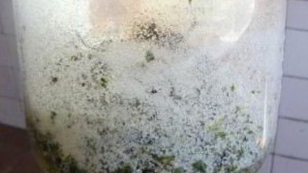 Рецепт кваса из виноградных листьев