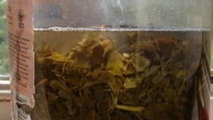 Рецепт кваса из виноградных листьев