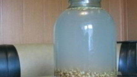 Рецепт кваса из ячменя