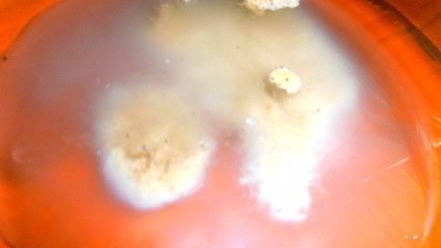 Рецепт медового кваса