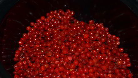 Рецепт морса из калины