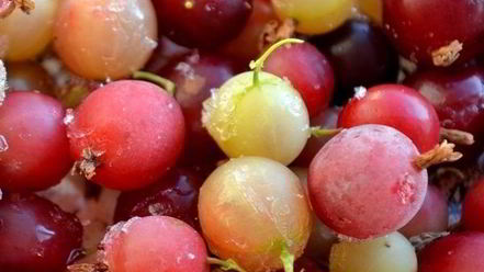 Рецепт морса из вишни и крыжовника