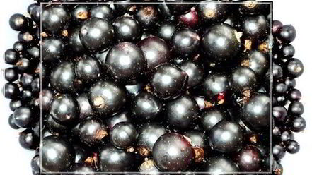 Рецепт наливки черносмородиновой