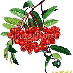 Рецепт Рябиновой наливки