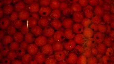 Рецепт рябиновой наливки