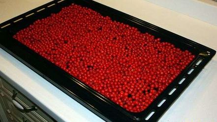 Рецепт рябиновой наливки