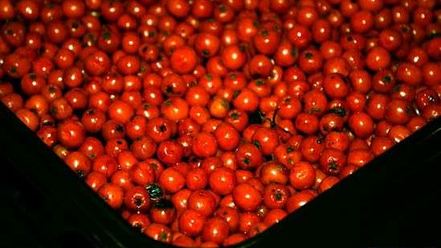 Рецепт рябиновой наливки