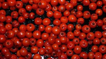 Рецепт рябиновой наливки