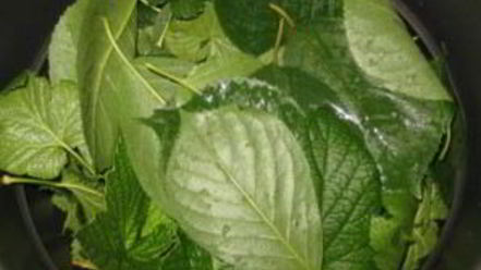 Рецепт смородиновой наливки